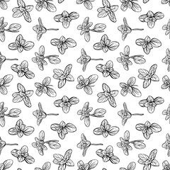 Basil Seamless Pattern. Italian herbs.A sprig of marjoram. Basil is a fragrant and fragrant seasoning. Hand-drawn illustration