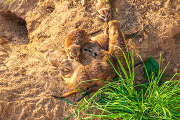 A group of cute meerkats. Meerkat Family are sunbathing.