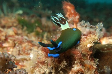 Tambja morosa gloomy nudibranch in Raja Ampat, Indonesia