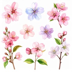 various delicate watercolor painting of blooming cherry blossoms, branches, buds, and leaves