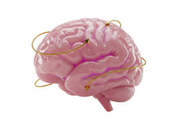 Pink brain with golden arrows isolated on transparent background, concept of neural connections and mental processes PNG