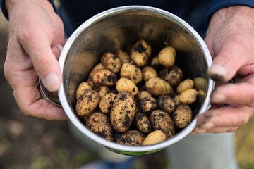 Farmer holding a pot of freshly dug potatoes in the vegetable garden