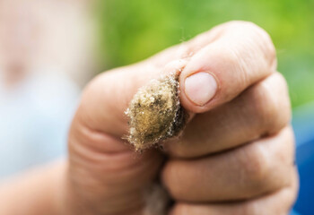 A nest of small spiders in a person's hand. Spider cocoon, close-up