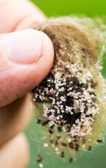 A nest of small spiders in a person's hand. Spider cocoon, close-up