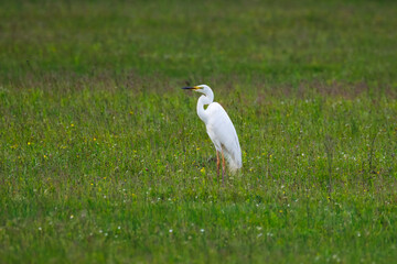 A Great Egret stands in the green grass, positioned perpendicular to the camera lens on a cloudy summer day.