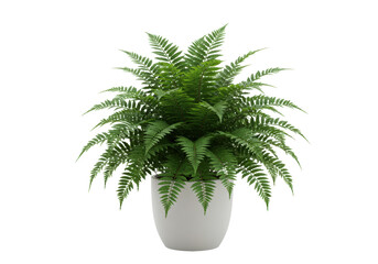 Green fern plant in a pot isolated on transparent background, indoor houseplant for home decor and botanical design PNG