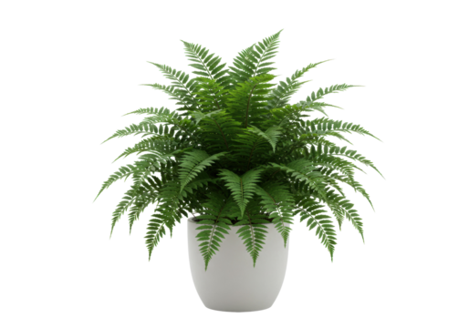 Green fern plant in a pot isolated on transparent background, indoor houseplant for home decor and botanical design PNG