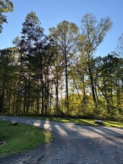 road in the forest