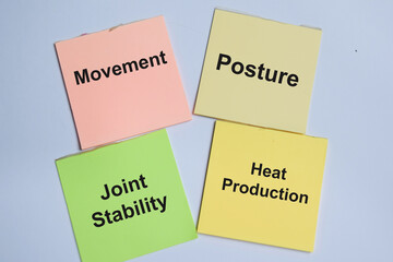 Concept of 4 muscular systems for functions of muscle contraction. Movement, posture, heat production and joint stability write on sticky notes isolated on Wooden Table.