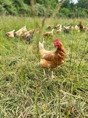 free range chicken
