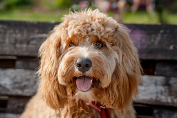 A close portrait of a charming curly brown dog of breed Labradoodle or Cavapoo outdoor. The breed of the dog is a cross between a poodle.