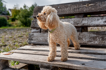 Toy poodle brown outdoor in summer