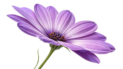 Purple flower isolated on transparent background

