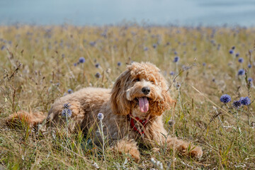 Adorable curly-haired brown dog of the breed Labradoodle or Kawapu walks on a hill covered with flowers of a Mordovian, a summer landscape