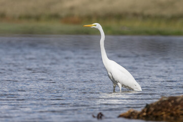 A great egret in its natural habitat in the water looking for food