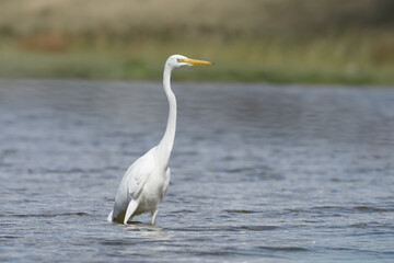 A great egret in its natural habitat in the water looking for food