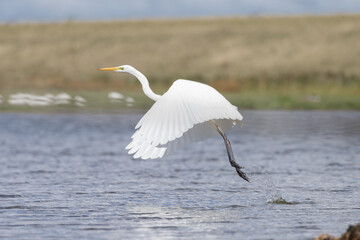 A great egret flying in the sky