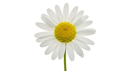 Fototapeta premium Single white daisy in bright natural lighting on isolated white background for floral design