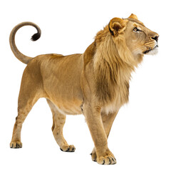 Obraz premium Majestic lion standing tall with a proud gaze, perfect for wildlife documentaries, conservation campaigns, and powerful brand messaging, a symbol of strength 