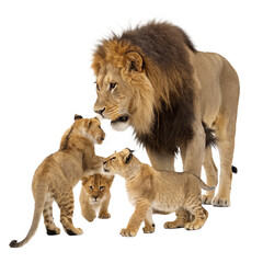 Obraz premium Majestic lion with a stunning mane walking powerfully, embodying strength and resilience, perfect for nature documentaries and wildlife conservation campaigns 