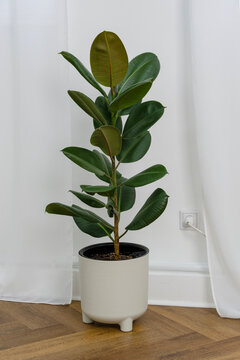 A large potted rubber plant stands on the floor against the backdrop of a white nylon curtain.