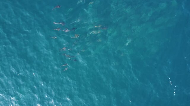 CARDUMEN DE PARGOS ROJOS Y CABRILLAS