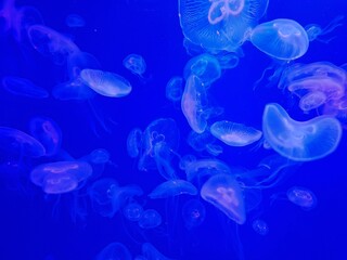 Jellyfish