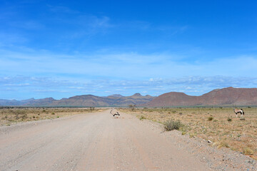 Gemsbok oryx Gazella desert, Namibia