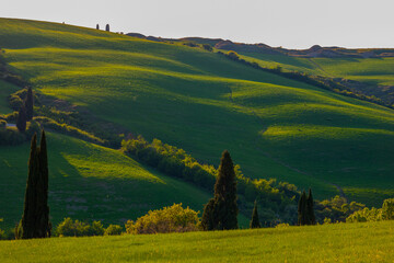 Obraz premium Amazing Tuscany panoramic landscape with green rolling hills with trees in spring, Italy.