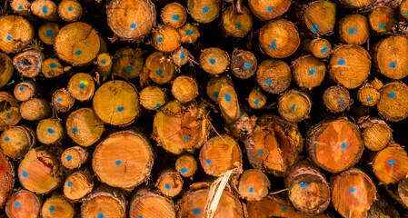 Pile of chopped fire wood