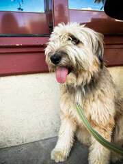 cute fluffy white dog in front of a white and red wall - friendly service animal