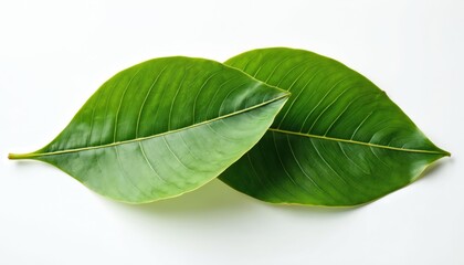 Fototapeta premium Two vibrant green mango leaves display intricate vein patterns on clean white backdrop. Smooth surfaces reflect subtle light, creating delicate texture. Fresh leaves perfect for nature-themed designs.