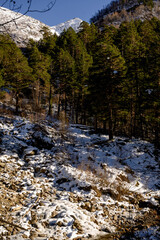 View of the mountain range from the forest