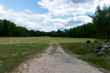 Dirt road leading to a meadow surrounded by forest under cloudy sky
