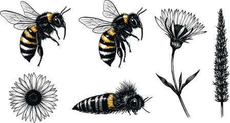 Bee and flower illustration set, realistic insect drawing, botanical garden vector, pollination nature artwork, detailed wildlife design collection