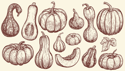 Pumpkin vector sketches. Autumn hand drawn set of different pumpkins and it's pieces. Monochrome isolated illustrations in vintage style.