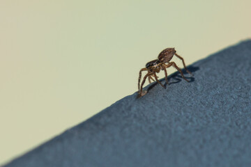 A Tiny Jumping Spider is Slowly Walking on an Iron Balustrade in Early Autumn