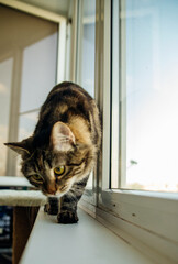 A striped fluffy cat sits on the windowsill and looks out the window. Pet.