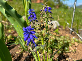 Close-up of vibrant blue grape hyacinth (Muscari) flowers blooming in a sunny garden, with soft green background and natural lighting.