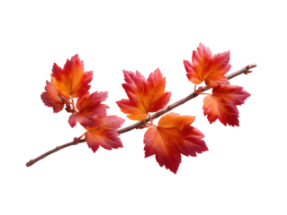 Vibrant autumn leaves on a slender branch showcasing colorful fall foliage with rich red, orange, and yellow hues, capturing seasonal beauty and natural scenery