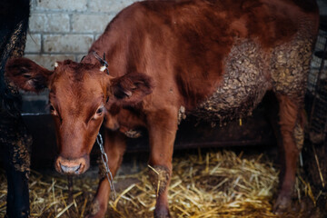 There are young bulls in the barn. The calf is red-brown and black. Animal husbandry, agricultural...