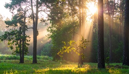 Fototapeta premium Sunbeams pierce a lush forest, illuminating trees and foliage with vibrant golden light. The scene evokes peace