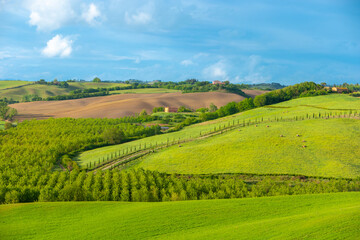 Naklejka premium Amazing Tuscany panoramic landscape with green rolling hills with trees in spring, Italy.