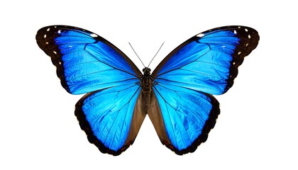 Obraz premium A stunning close-up of a brilliant blue butterfly with intricate patterns, isolated on a pure white background, perfect for design use