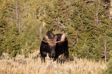 Young Bull Moose in Grand Teton National Park Wyoming in Autumn