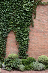 Autumn Concept,  concrete wall covered in partially dried vines in the fall