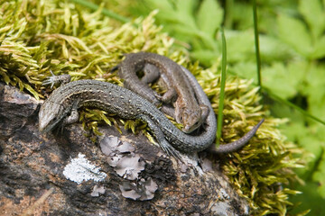 A pair of Common Wall Lizards, (Podarcis muralis) near Stechelberg in the upper Lauterbrunnen valley, Bernese Oberland, Switzerland