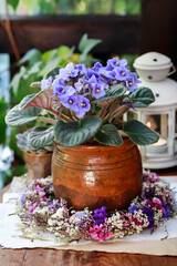 African violet (saintpaulia ionantha) flowers.