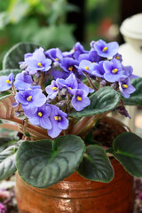 African violet (saintpaulia ionantha) flowers.