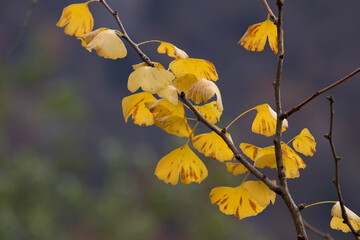 Yellow Ginkgo leaves in autumn